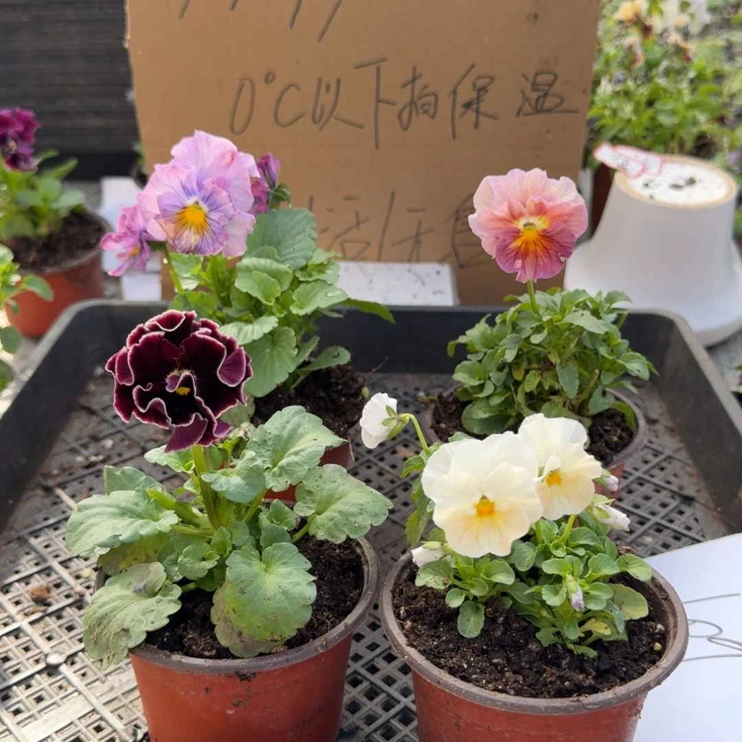 大部分花苞少量开放109