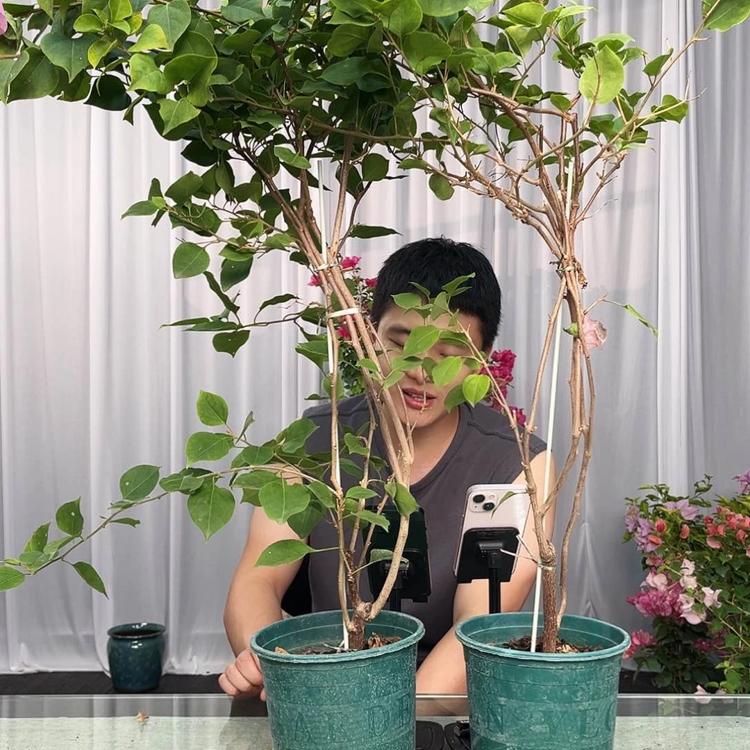 大部分开放少量花苞红粉佳人带竹一颗