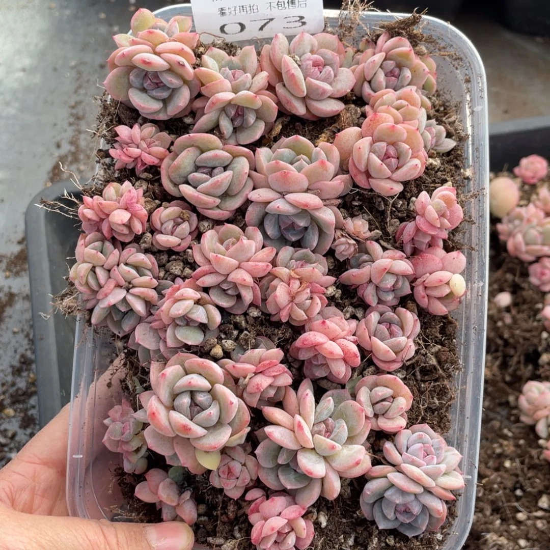 糕大上多肉植物073