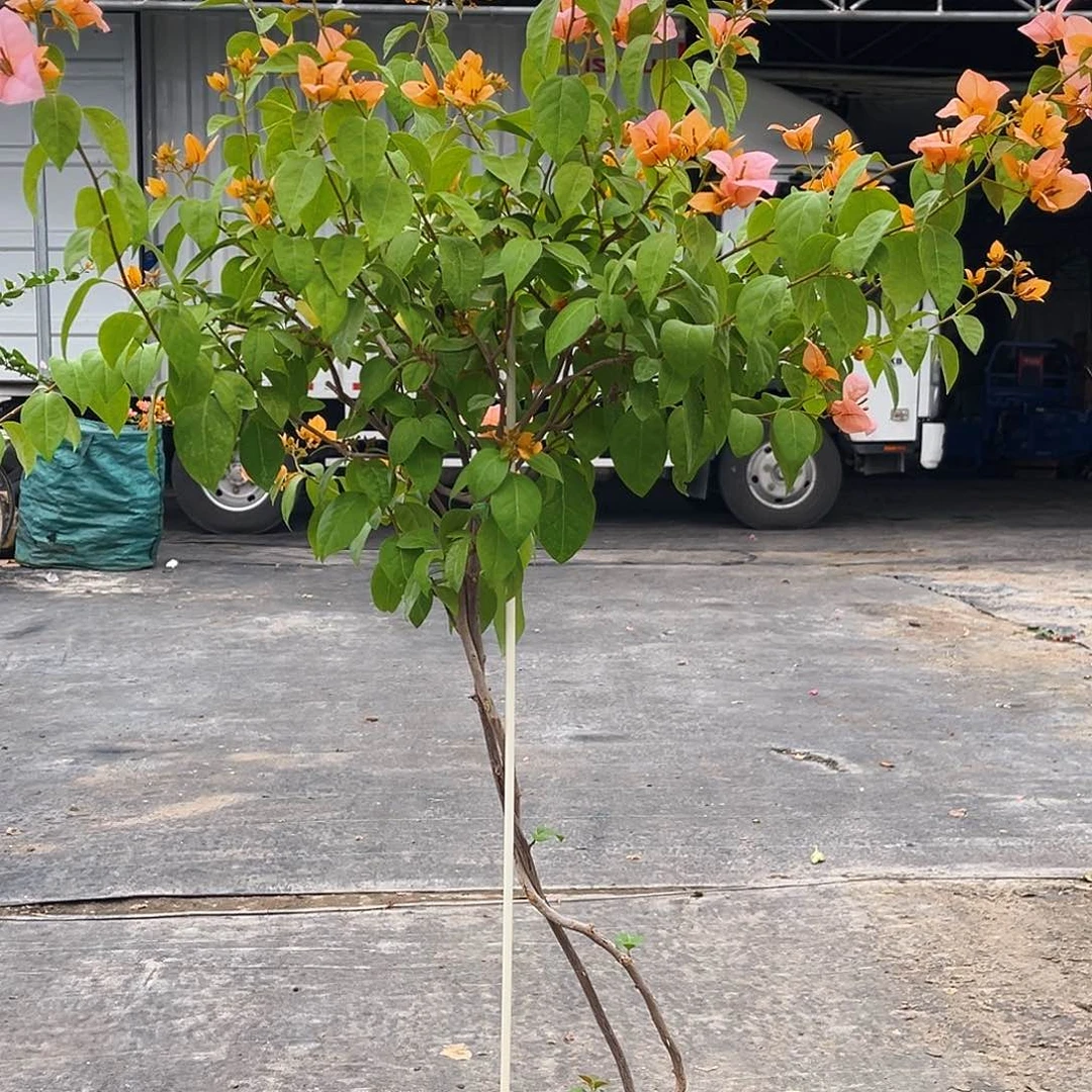 当前无花栽培后可以开花我****山K27金发女郎