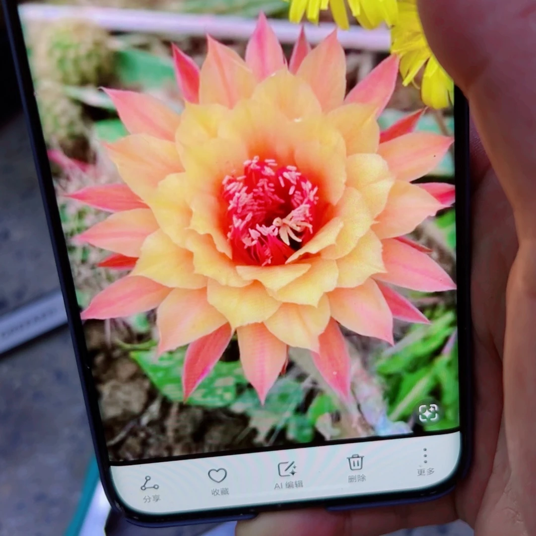 下28金妞极光歪无根侧芽4公分左右20包邮