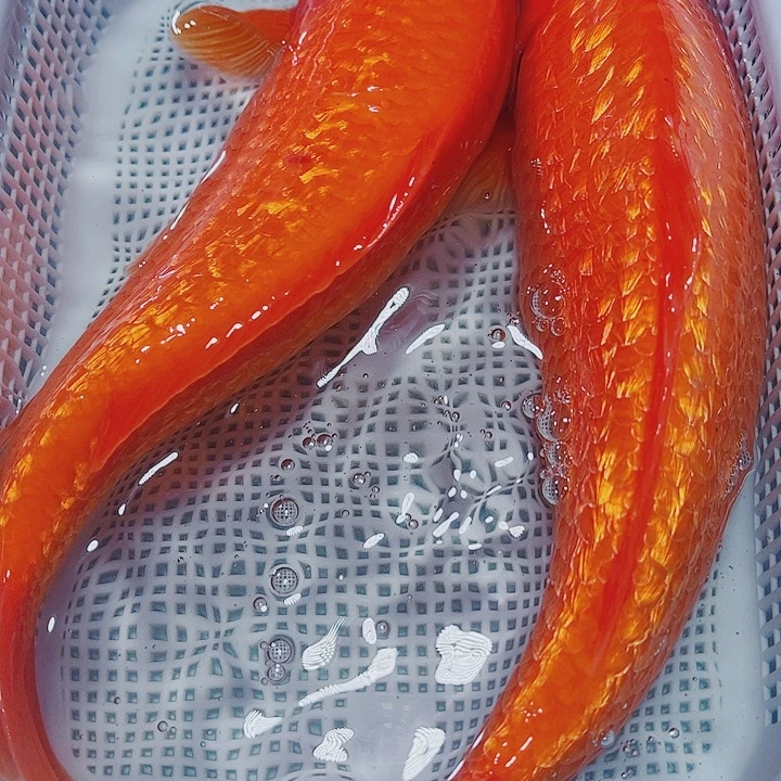 海水鱼锦鲤观赏鱼