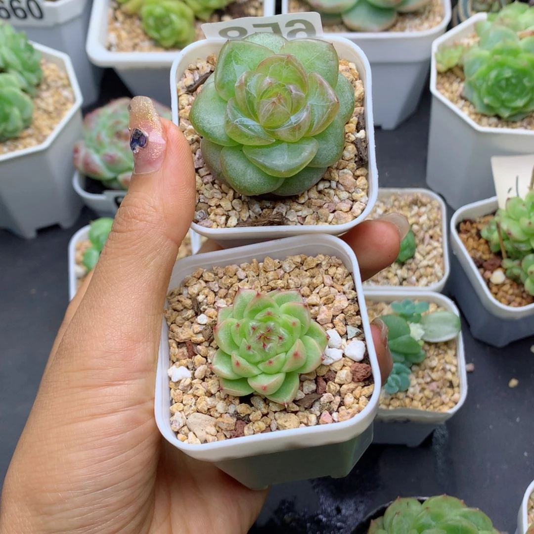 仙****?58包邮  群生不包整仙人掌寄养麦秆