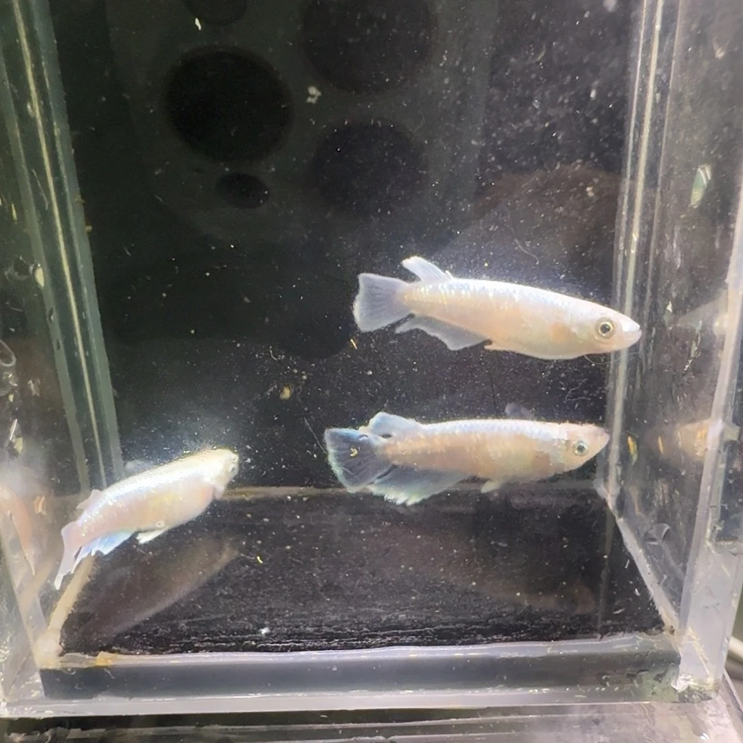 青鳉鱼一物一拍189