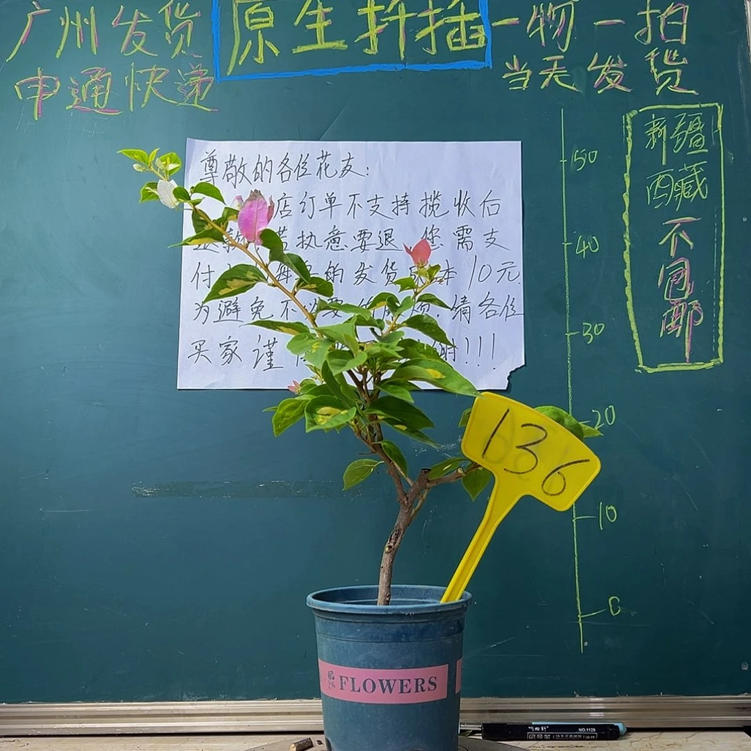 当前无花栽培后可以开花 金心橙白有瑕疵 136