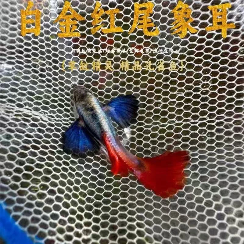 泰国进口鎏金花蝴蝶 白金象耳观赏鱼