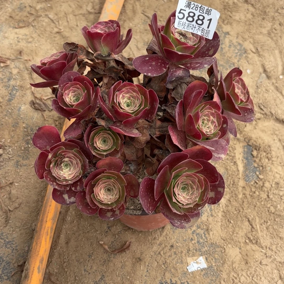 Q. 5881美丽玫瑰多肉。白