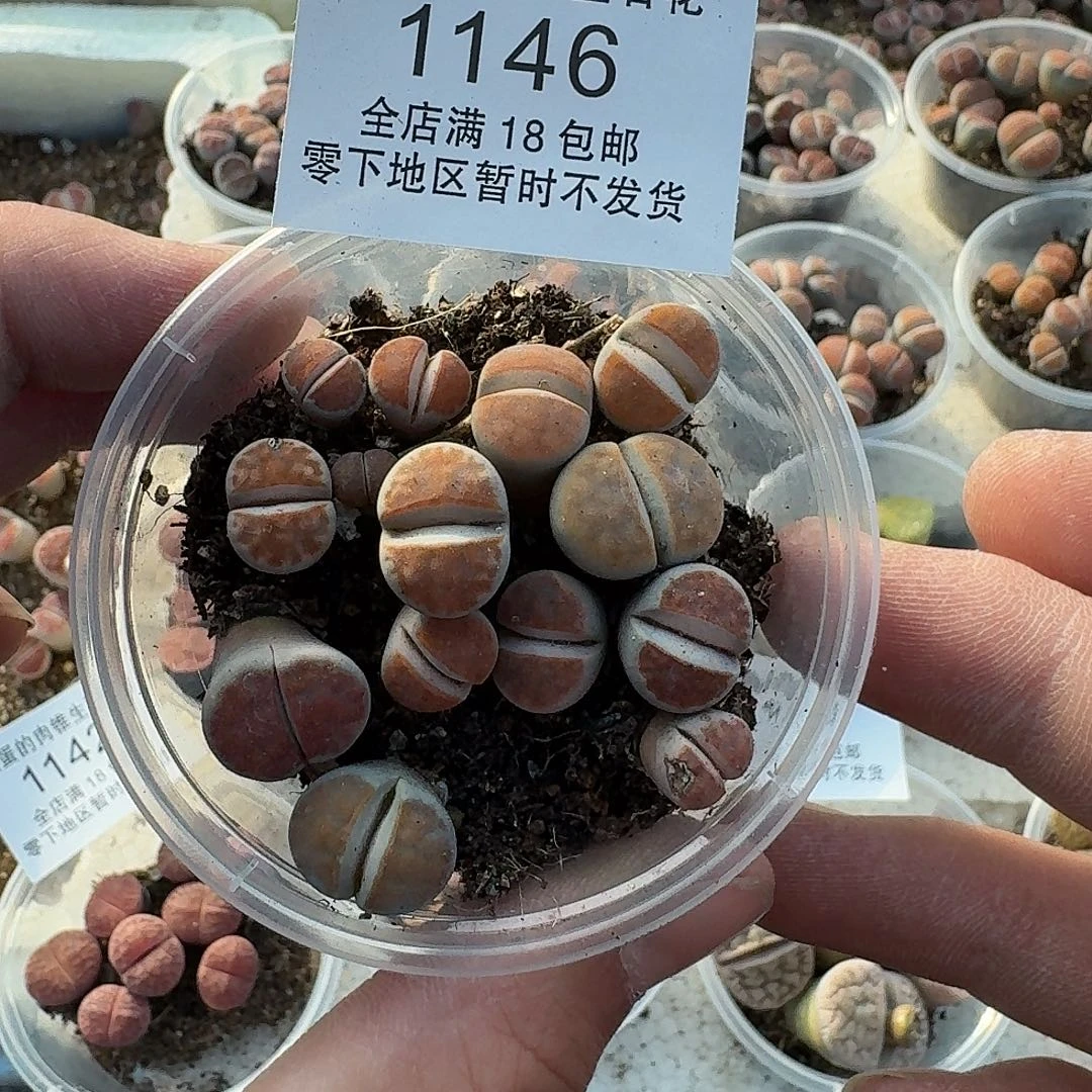 1146 哈哈哈哈哈哈哈哈