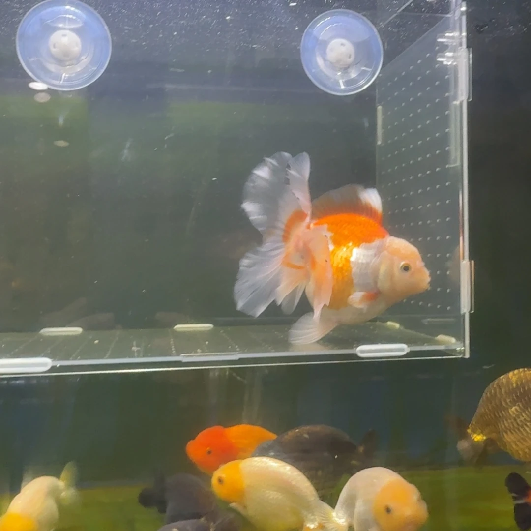 龙睛金鱼兰寿泰狮金鱼