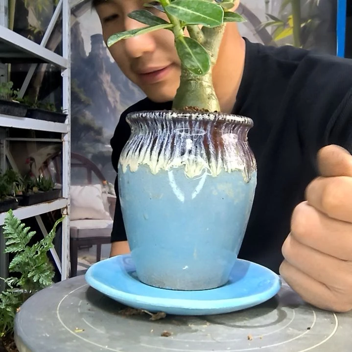 晴**里中青园艺一物一拍126