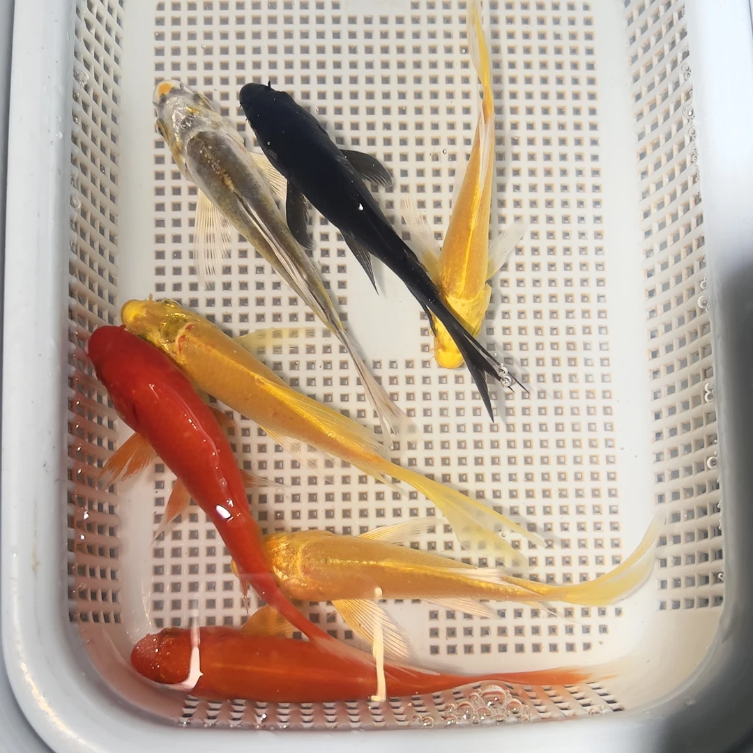 锦鲤鱼草金鱼【7条 5-7厘米】3黄+2红草+1德系+1黑 包邮包损