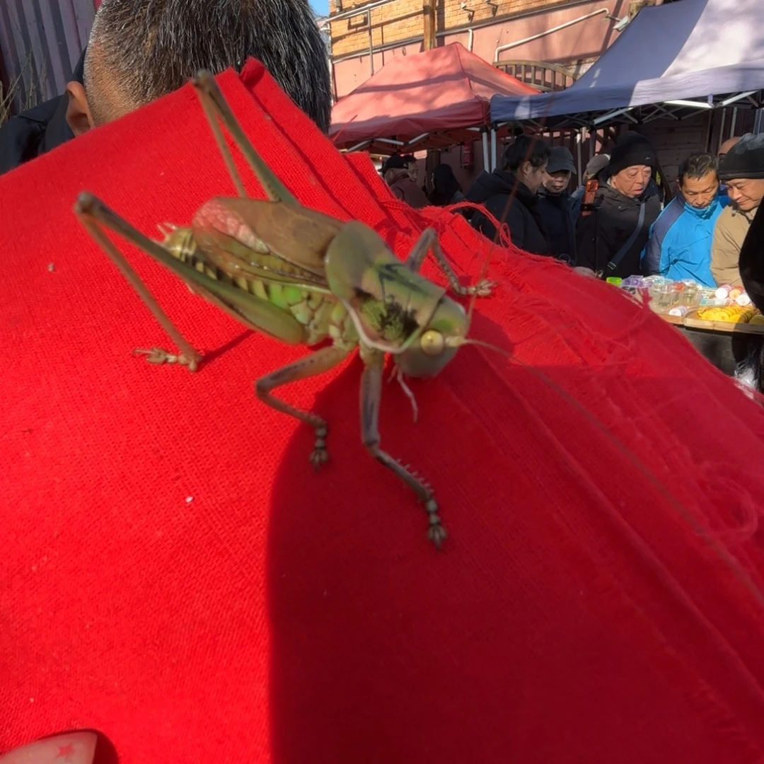 *****蝈蝈蝈蝈福福价格