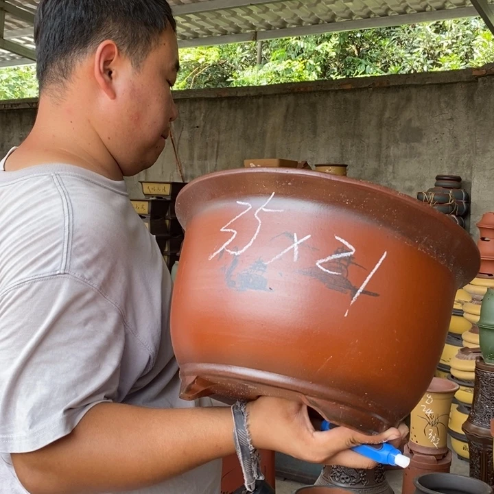 紫砂花盆盆栽花卉苗木种植