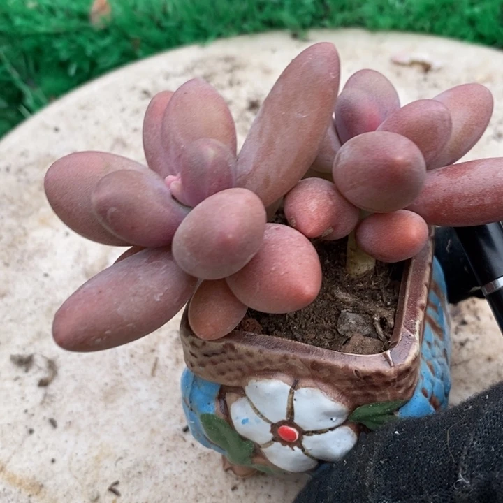 糖果美人整带盆土