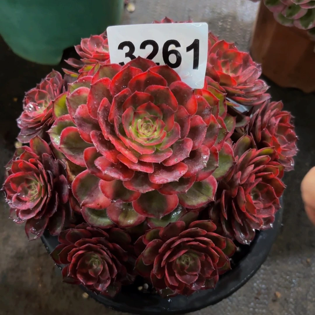 3261多肉植物红花郎