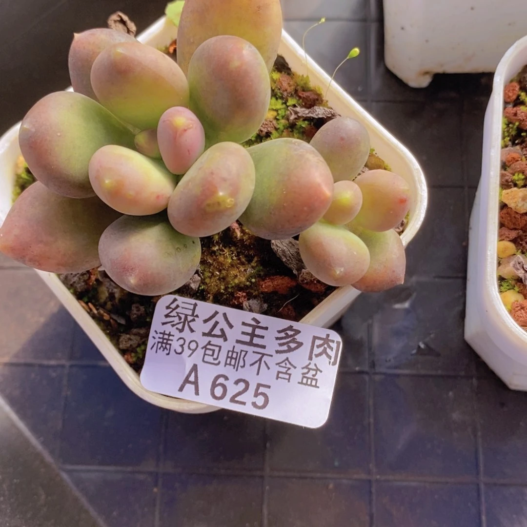 芒果奶6cm625多肉植物o