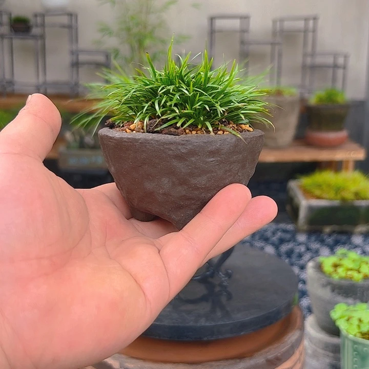 无花朵手捏zdp金钱菖蒲盆景
