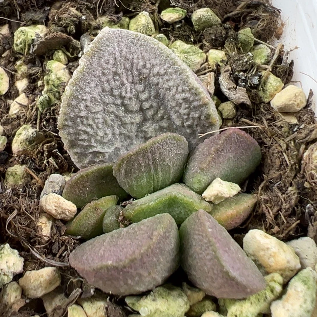 w红粉佳人多肉植物水泡