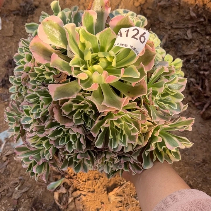 白凤多肉植物126.