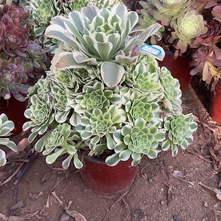 大*包多肉植物绿豆莎47