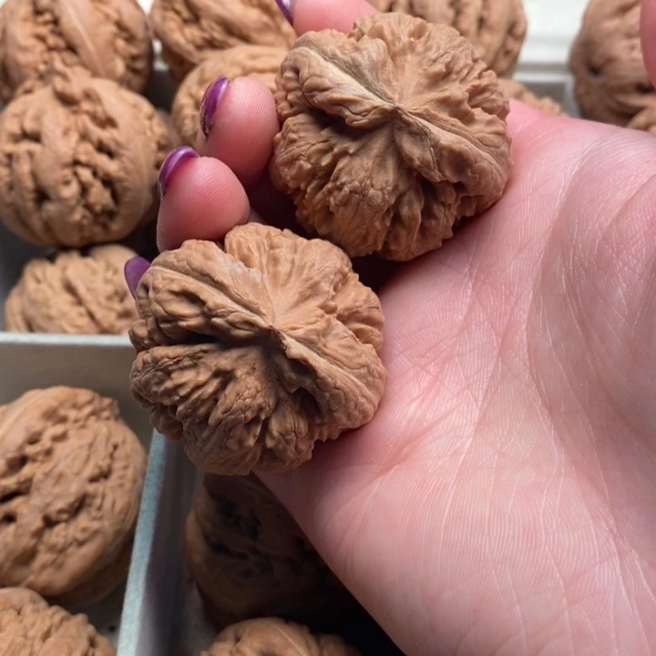 不***晚霸王龙全品无修一刀没动