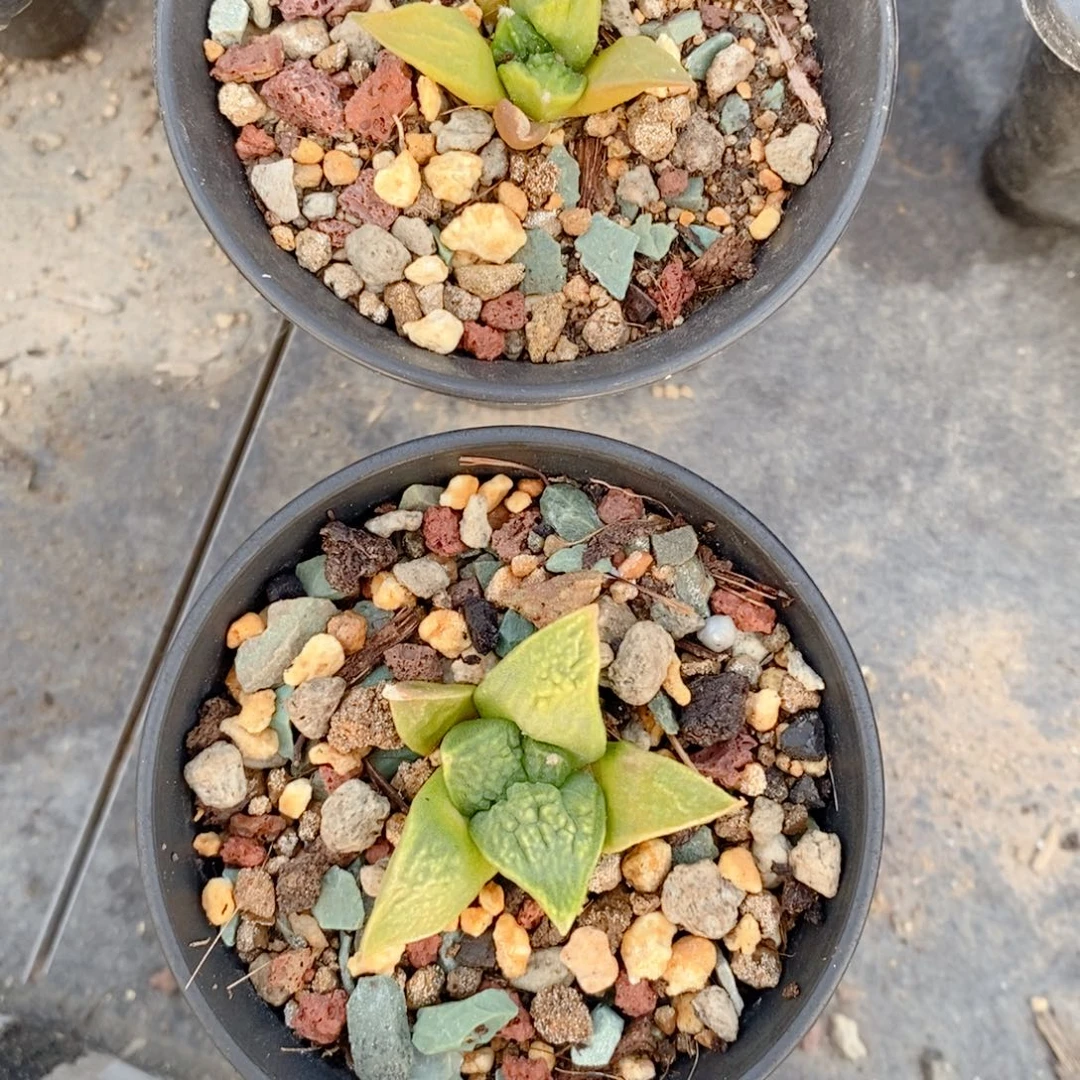 鸽***子实生 牡丹黄体2颗3.5公分左右一物一拍