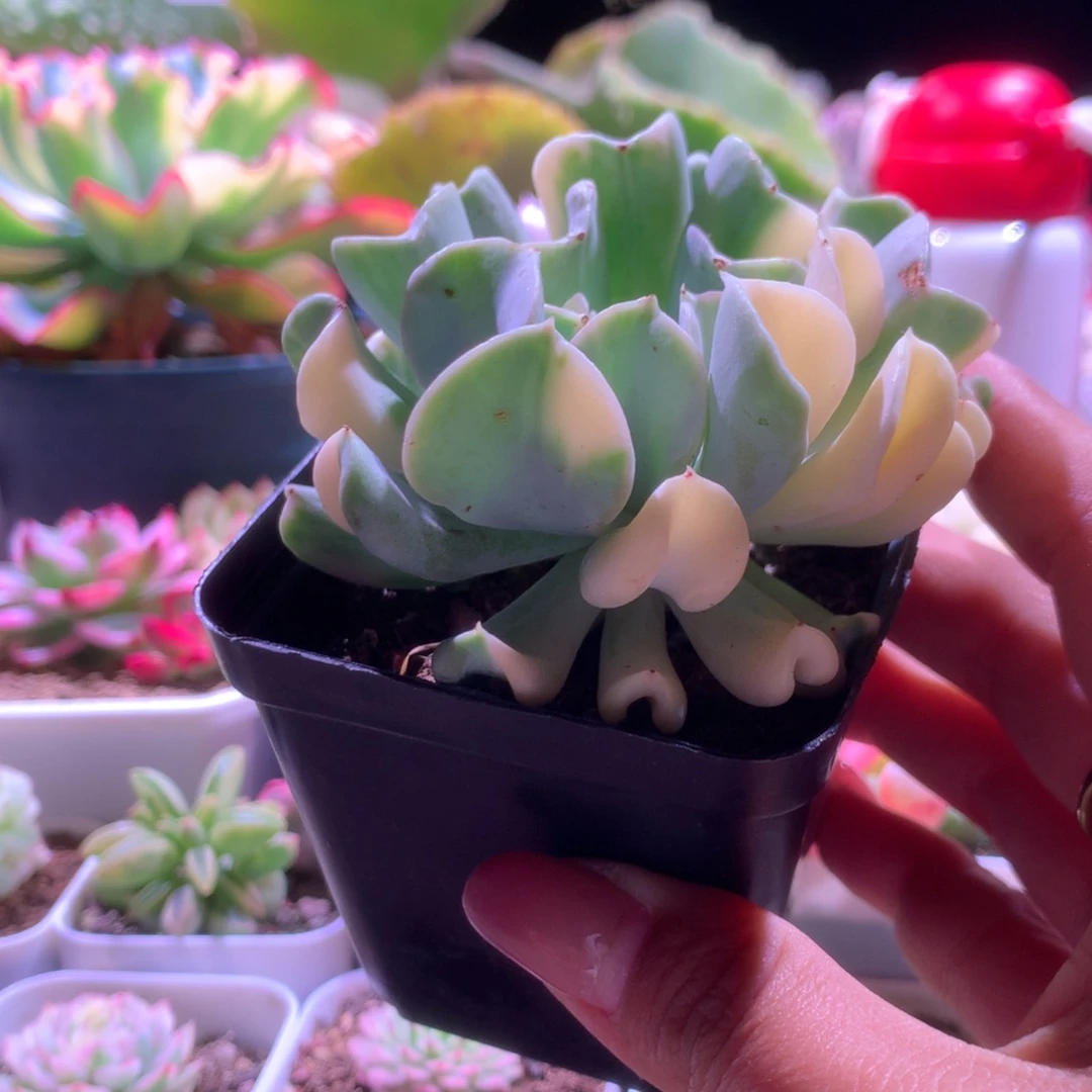 特玉莲拉丝锦有根