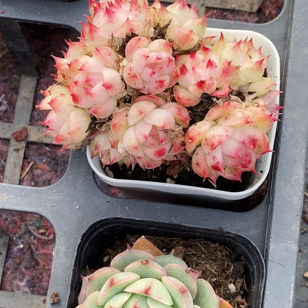 胖***嘟精品多肉一物一拍