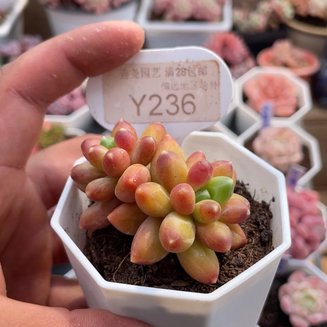 0236黄香蕉5.5厘米