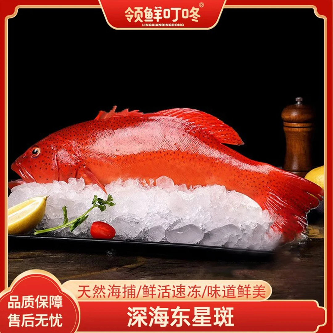 【胖哥来了】东星斑深海石斑鱼1.2-1斤/条深海捕捞急冻锁鲜海鲜