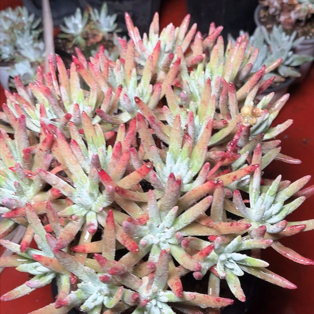 8689白鹭仙女杯多肉