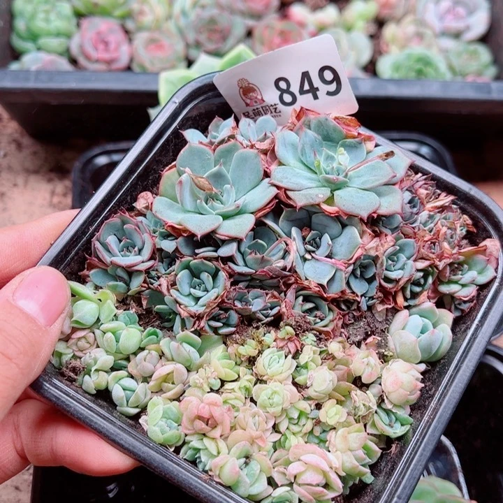 多肉植物多肉植物