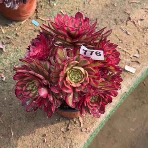 一**芳776白月光朵朵多肉，