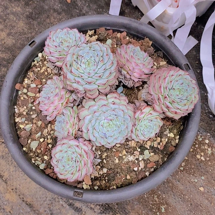 苏***S姬莲多肉植物群老桩