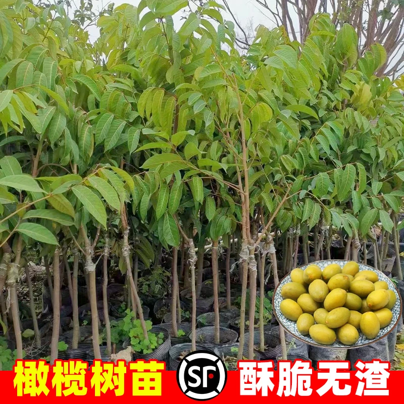 黄橄榄树果苗盆栽大型甜橄榄嫁接苗老桩水果树苗南方种植当年结果