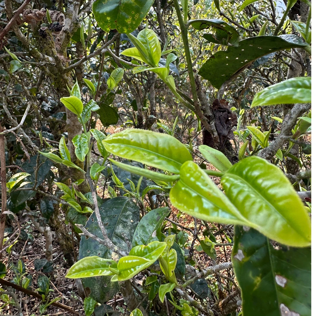 2025年澜沧邦威大树古树茶春茶现货晒干原产地普洱市直接发