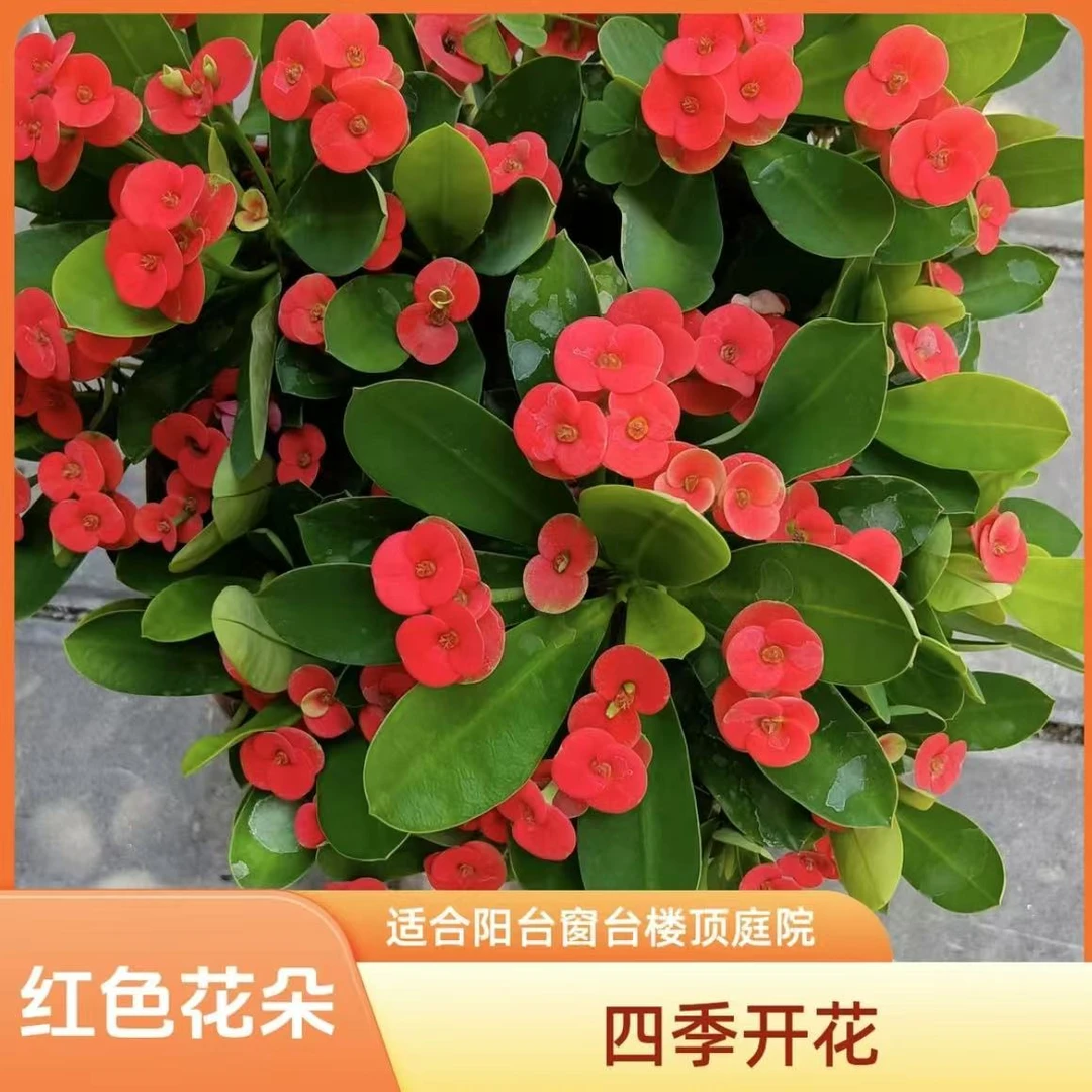 虎刺梅学名铁海棠四季开花爆花品种庭院阳台