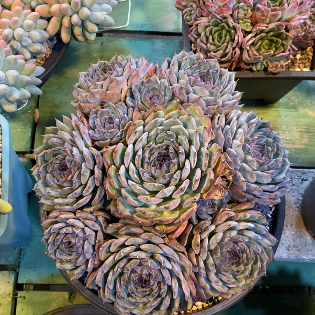 两位主演真的好绝哦期待呀