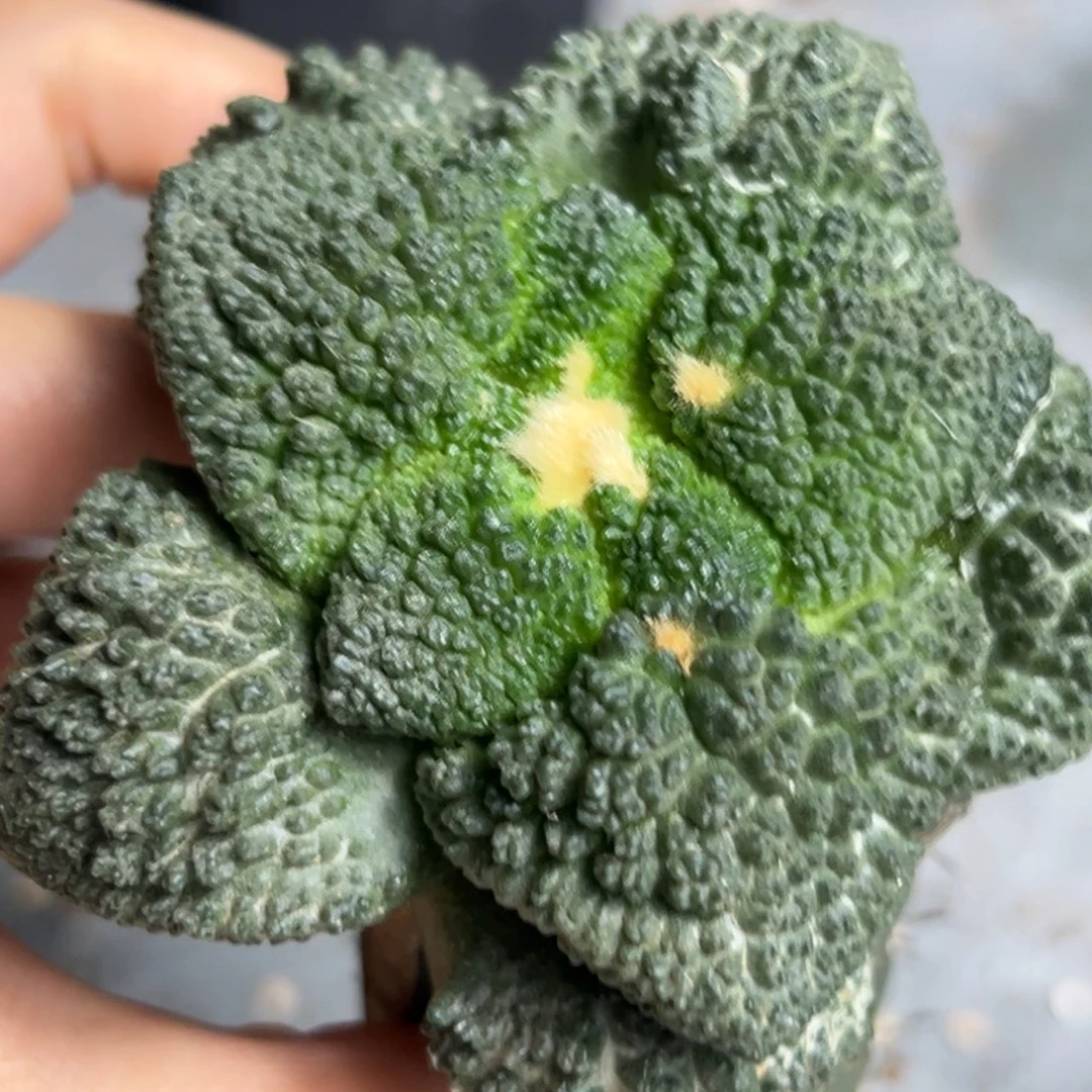 457 仙人球的世界 袖蒲嫁接