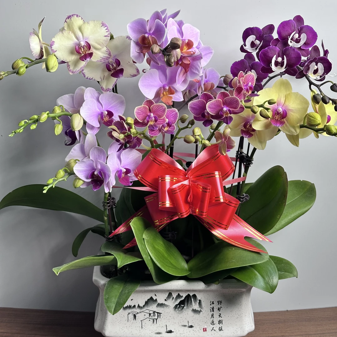 [繁花似锦]经典款复古色系蝴蝶兰 懒人室内花卉 基地直发