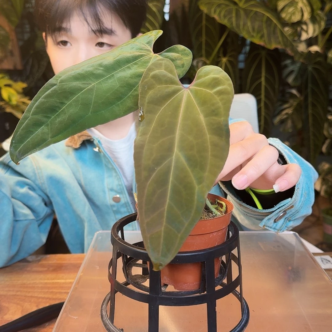 完全开放X131黑桃杂华丽