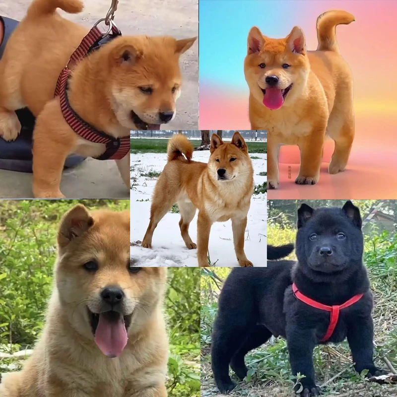 【小廖专属】中华田园犬活体幼犬