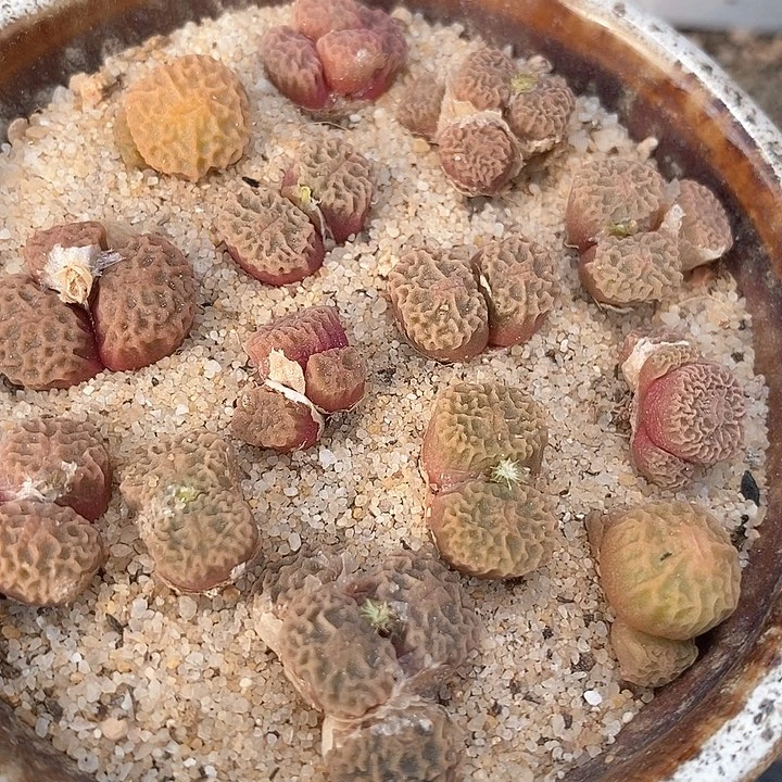 11522双头超烧一颗   dt7778