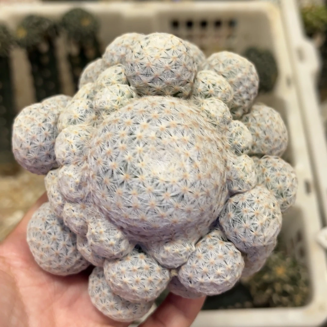 9.7公分落地无根白鸟群福利出