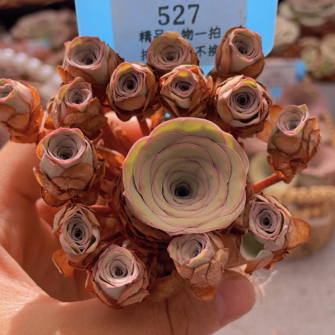 山地玫瑰527裸根发货不售后