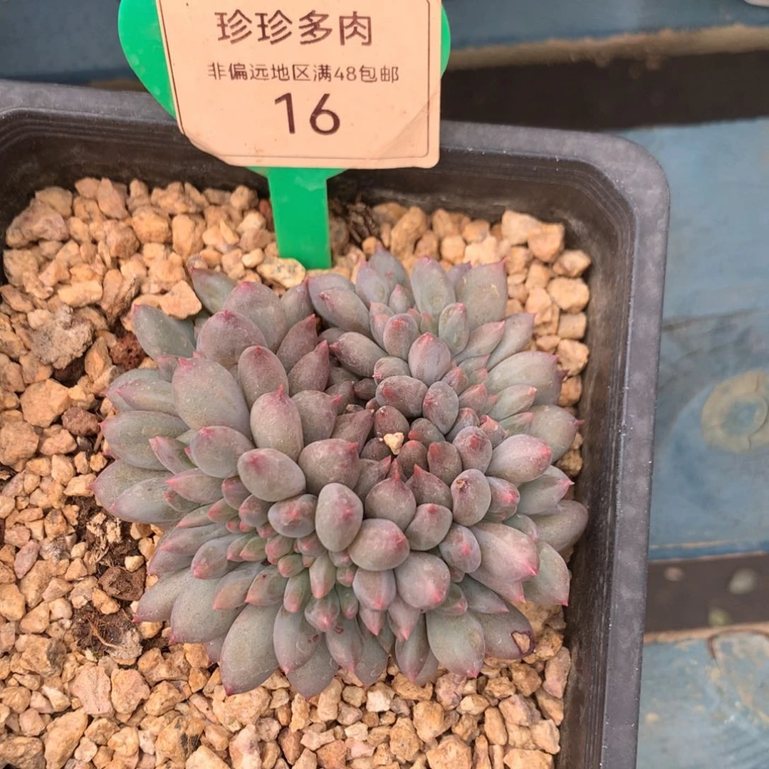红蜻蜓缀化一物一拍16