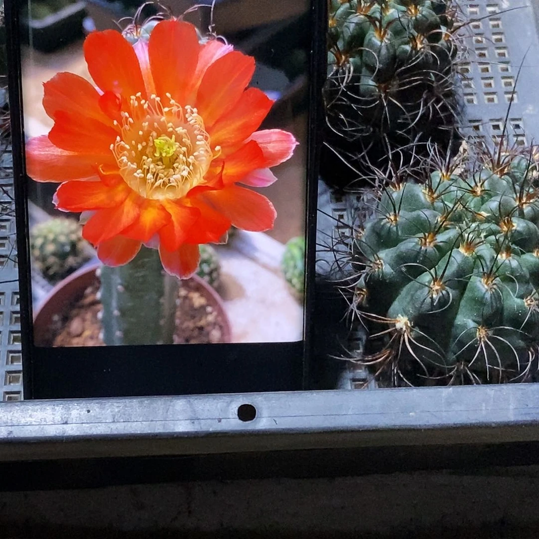 丽 欲火凤凰侧芽歪20包邮/5公分