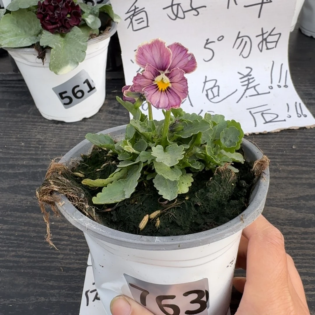全部花朵763号心跳
