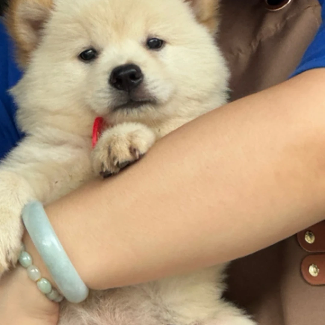 中华田园犬，白土松，五黑，山牛红