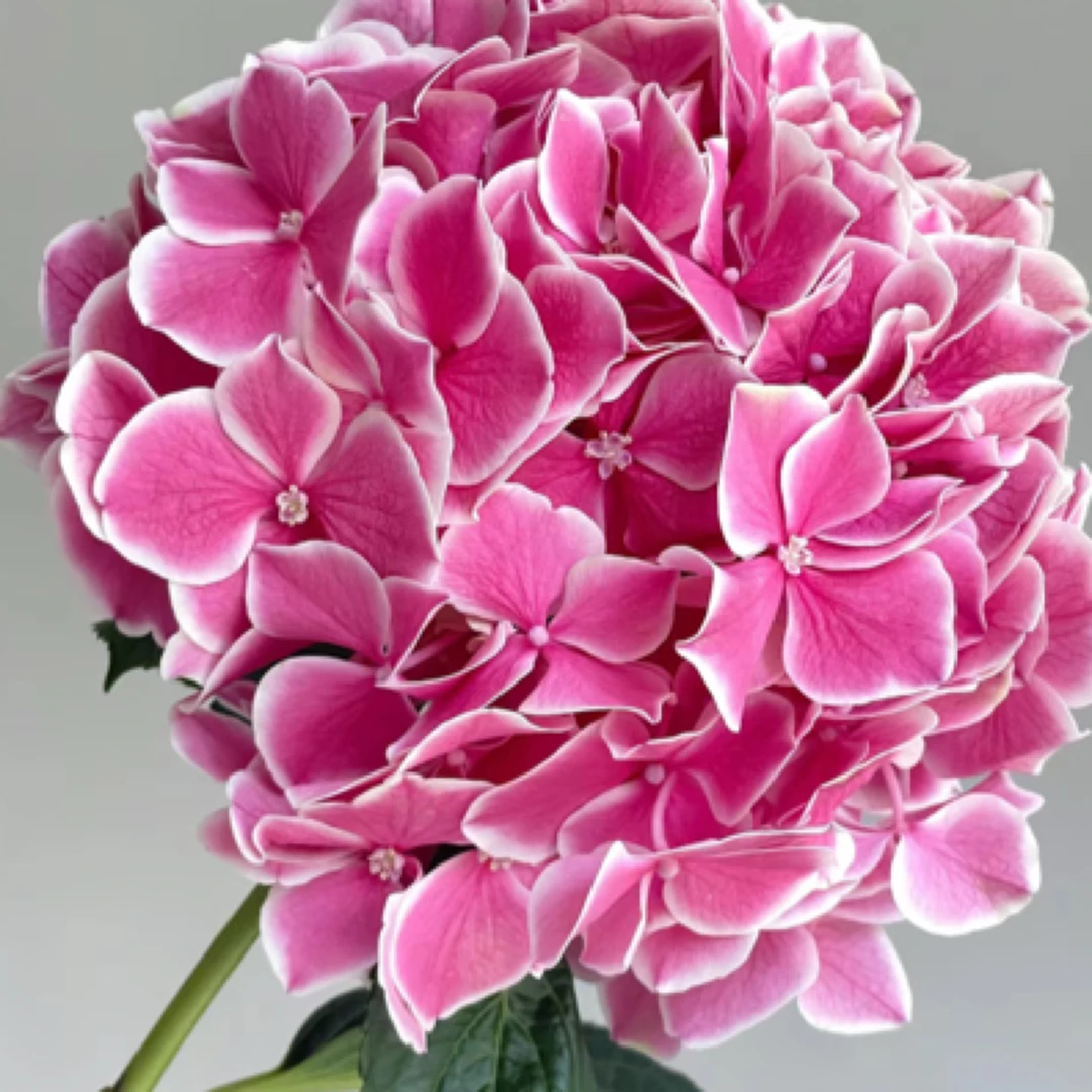 【魔幻精灵】大花绣球，花期长好养，盆栽地栽室内室外